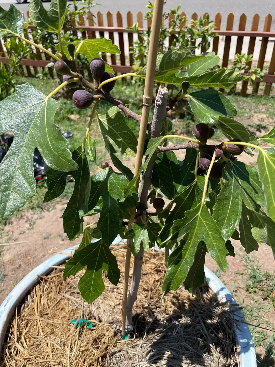 3 Violette de Bordeaux Fig Tree Starter Plugs - Live Plant for Sweet Fruit - Image 7