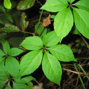 3 Virginia Creeper Ivy Plants Bare Root - Scarlet Fall Color Vine - Image 1
