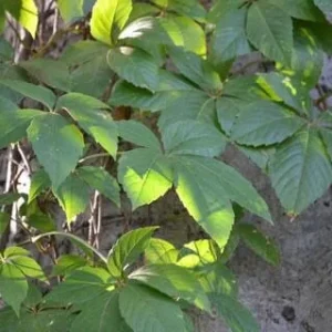 3 Virginia Creeper Ivy Plants Bare Root - Scarlet Fall Color Vine - Image 7