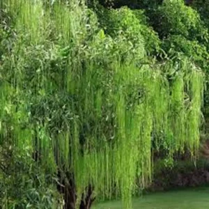 3 Weeping Willow Tree Salix babylonica Bare Root Live Plant 12-24in Tall - Image 3
