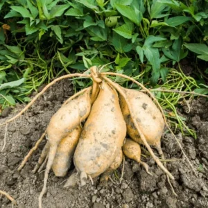 3 White Sweet Potato Live Plants – Rooted Slips in Pot – Outdoor Garden - Image 2