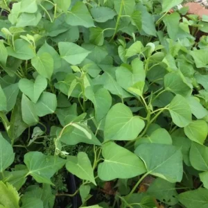 3 White Sweet Potato Live Plants – Rooted Slips in Pot – Outdoor Garden - Image 4