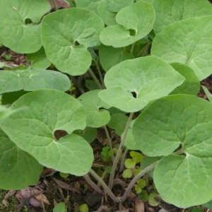 3 Wild Ginger Plants Bare Roots - Asarum Canadense Organic Perennial - Image 7