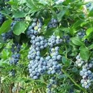 3 Windsor Blueberry Starter Plug - Vaccinium corymbosum - Live Plant - Image 7