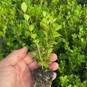 3 Wintergreen Boxwood Hedge Starter Plugs – Evergreen Shrub – Min. 2-4