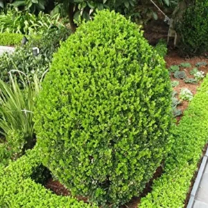 3 Wintergreen Boxwood Hedge Starter Plugs – Evergreen Shrub – Min. 2-4