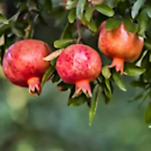 3 Wonderful Pomegranate Fruit Tree Edible Starter Plant Perennial - Punica Granatum Live Plant - Image 1