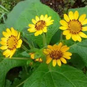 3 Yacon Root Plant Live – Smallanthus sonchifolius Bolivian Sunroot Starter Plant - Image 3