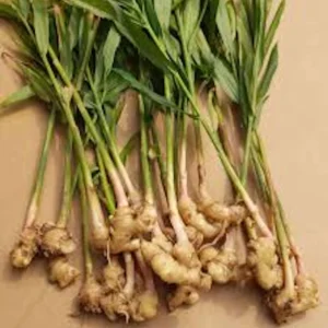 3 Yellow Ginger Root Starter Plants - Zingiber Officinale Live Plant - Image 3