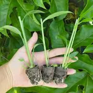 3 Yellow Ginger Root Starter Plants - Zingiber Officinale Live Plant - Image 5