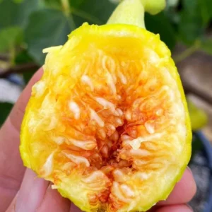 3 Yellow Long Neck Fig Tree Starter Plugs - Ficus carica - Sweet Golden Fruit - Image 8
