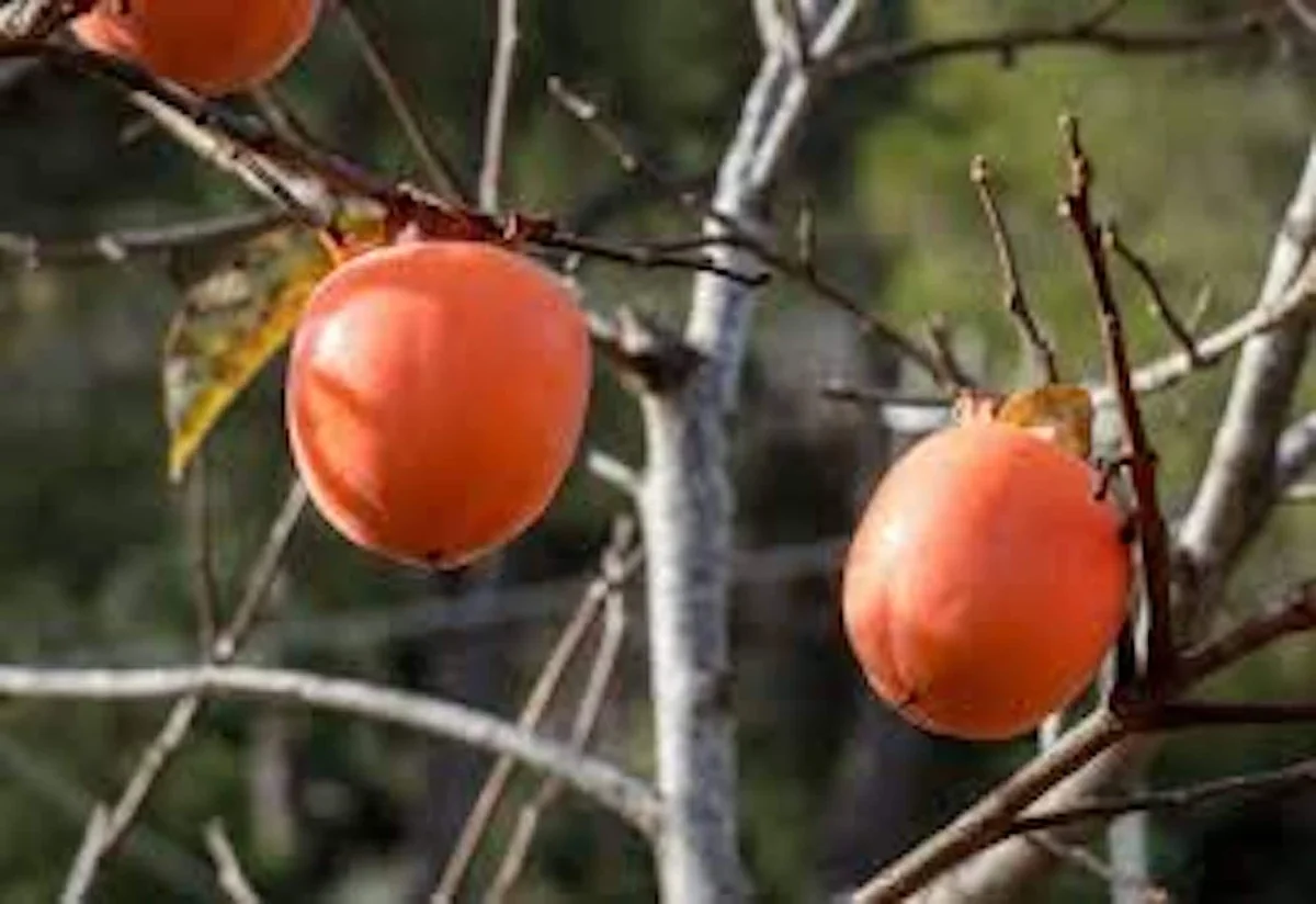 30 American Persimmon Tree Seeds - Organic Diospyros Virginiana Fruit - Image 10
