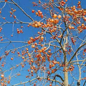 30 American Persimmon Tree Seeds - Organic Diospyros Virginiana Fruit - Image 6