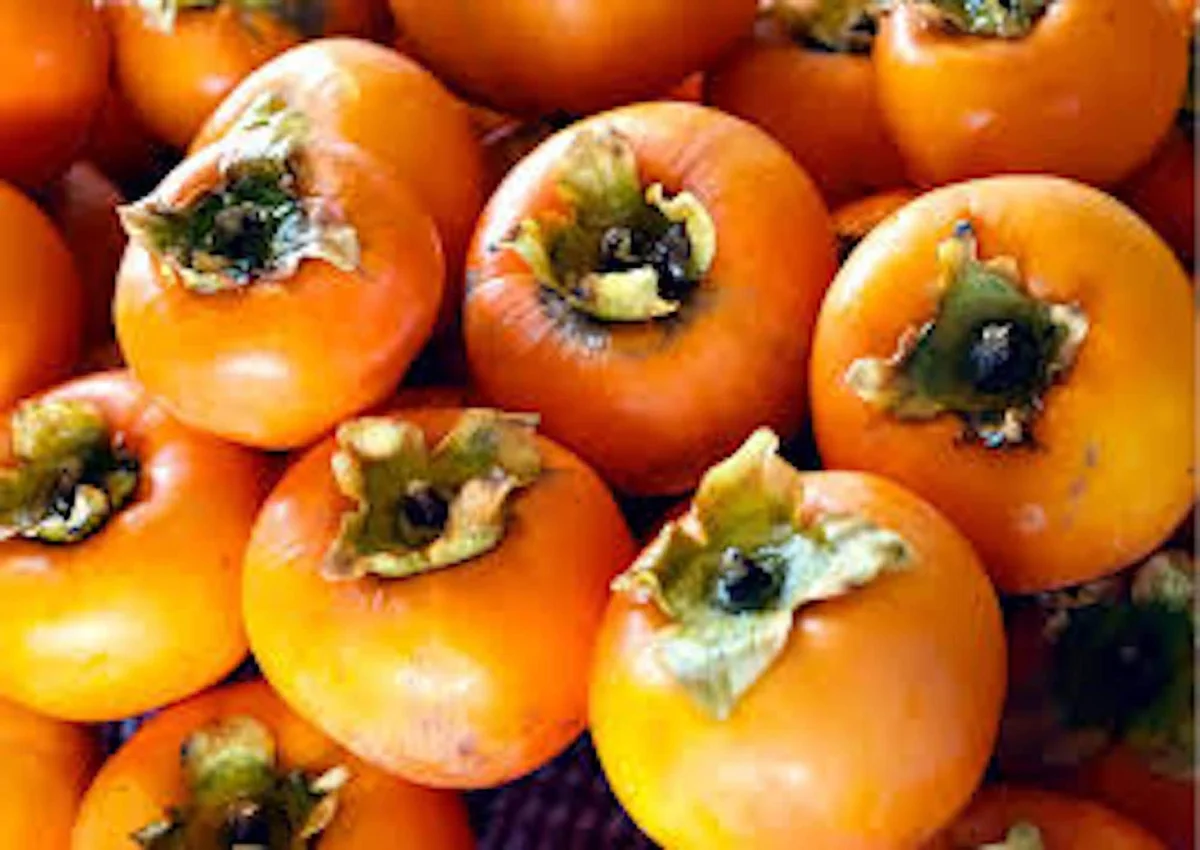 30 American Persimmon Tree Seeds - Organic Diospyros Virginiana Fruit - Image 8