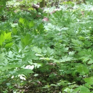 30 Black Cohosh Bare Root Plants - Actaea Racemosa Native Wildflower - Image 7