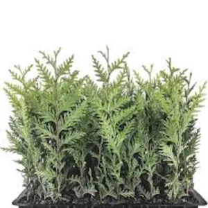 30 Emerald Green Arborvitae Tree Starter Plant Bare Root - Outdoor Privacy Evergreen - Image 1