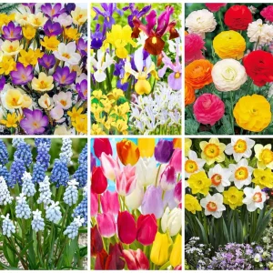 30 Mix Spring Flower Bulbs - Assorted Perennial Blooms, USDA Zones 4-9 - Image 3