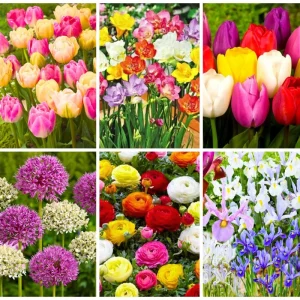 30 Mix Spring Flower Bulbs - Assorted Perennial Blooms, USDA Zones 4-9 - Image 4