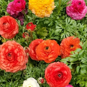 30 Mixed Ranunculus Seeds – Double Bloom Buttercups Colorful Spring Perennial - Image 2