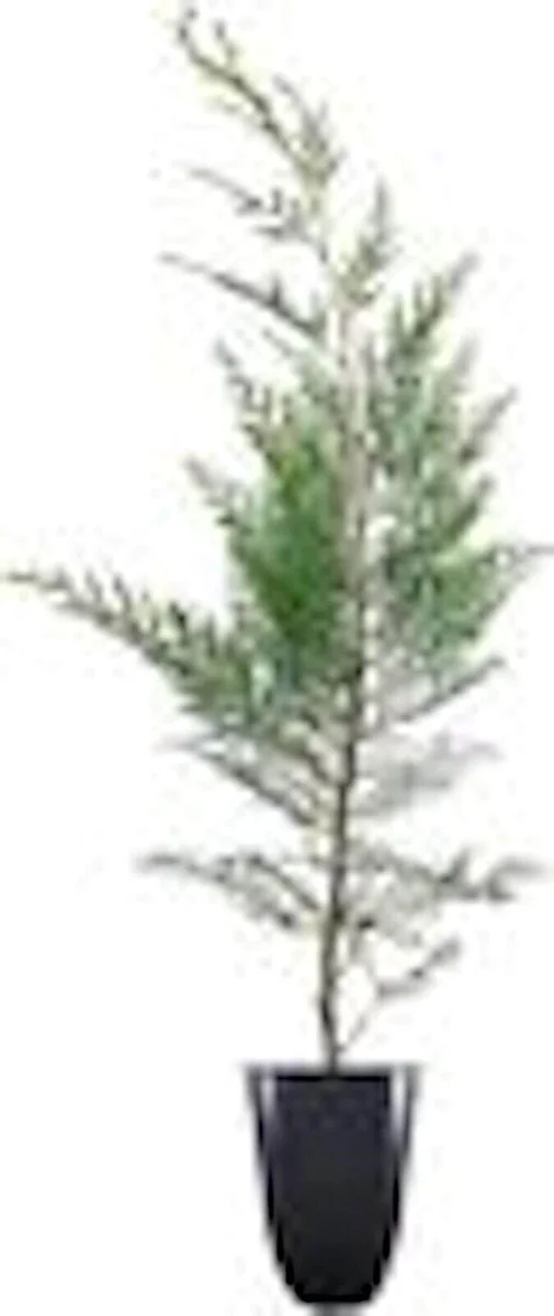 30 Murray Cypress Seedlings - Live Evergreen Privacy Screen Plants - Image 2