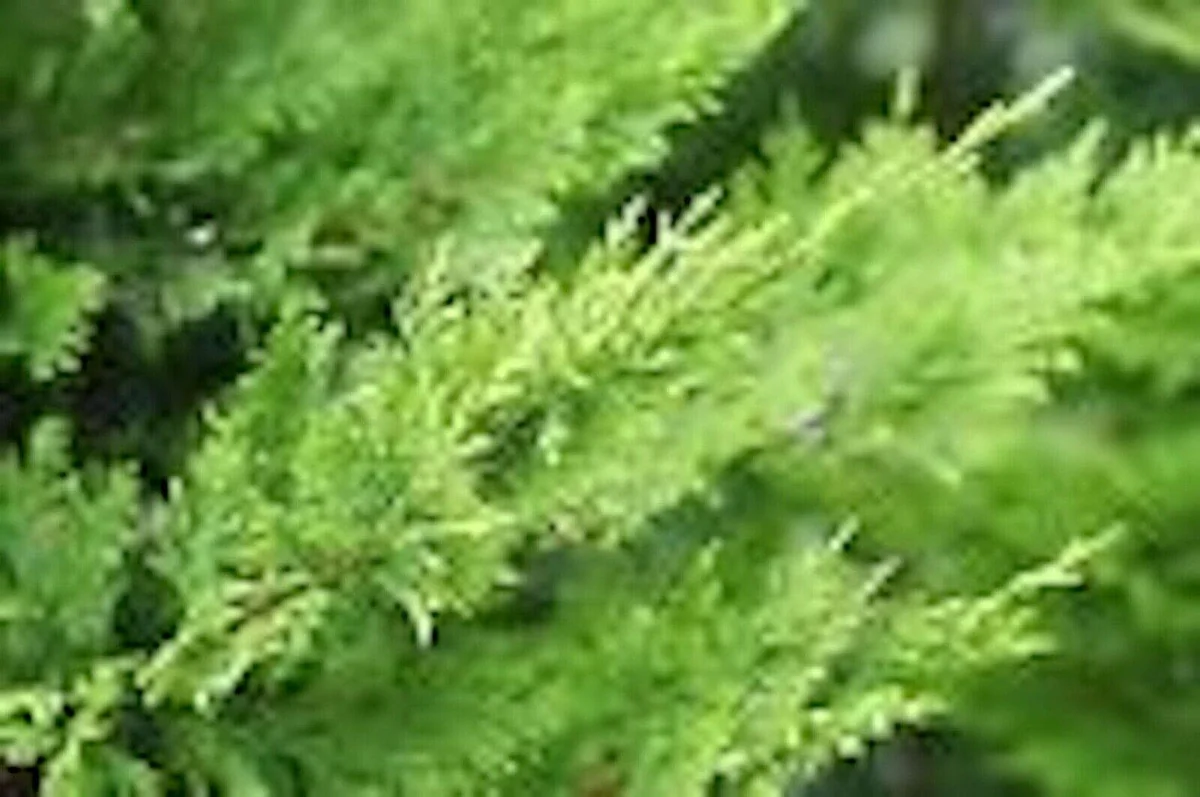 30 Murray Cypress Seedlings - Live Evergreen Privacy Screen Plants - Image 3