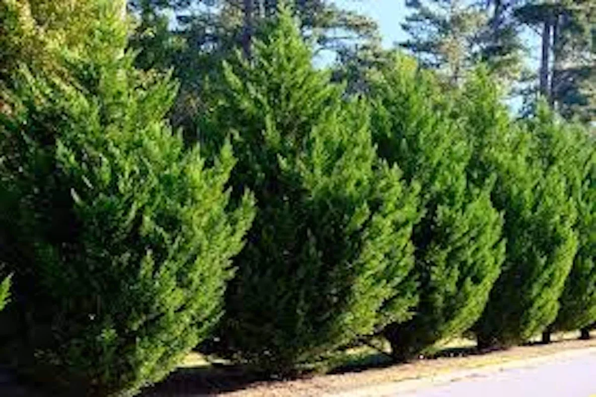 30 Murray Cypress Seedlings - Live Evergreen Privacy Screen Plants - Image 4