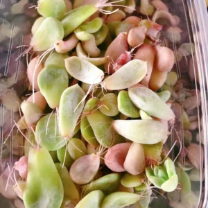 30 Succulent Leaves for Propagating - Beginner Friendly Plant Cuttings - Image 3