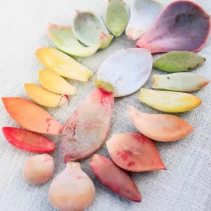 30 Succulent Leaves for Propagating - Beginner Friendly Plant Cuttings - Image 1