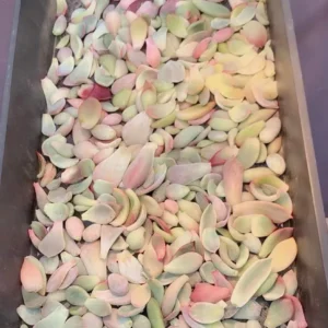 30 Succulent Leaves for Propagating - Beginner Friendly Plant Cuttings - Image 4