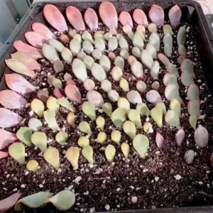 30 Succulent Leaves for Propagating - Beginner Friendly Plant Cuttings - Image 5