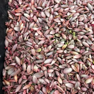 30 Succulent Leaves for Propagating - Beginner Friendly Plant Cuttings - Image 6