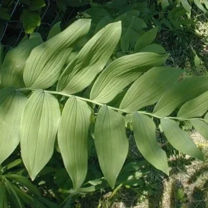30 True Solomon's Seal Bare Root Plants - Polygonatum Biflorum - Native Wildflower - Image 4