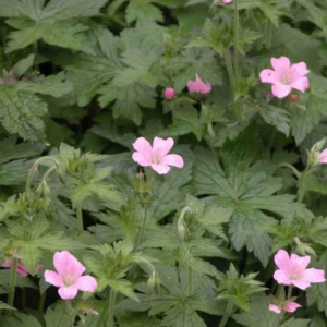 30 Wild Geranium Maculatum Cranesbill Bare Root Plants, Organic - Image 1