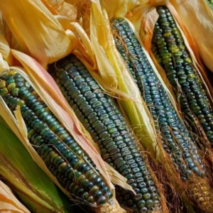 300 Oaxacan Green Corn Seeds - Historic Heirloom Three Sisters American Indian - Image 2