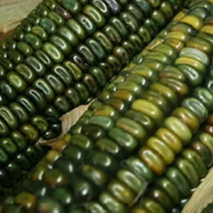 300 Oaxacan Green Corn Seeds - Historic Heirloom Three Sisters American Indian - Image 4