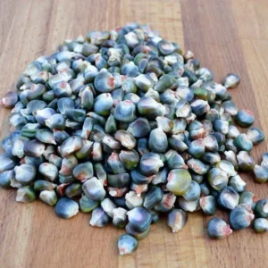 300 Oaxacan Green Corn Seeds - Historic Heirloom Three Sisters American Indian - Image 5