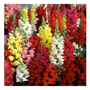 3000 Snapdragon Seeds Tetra Mix – Multi-Color Antirrhinum majus Seeds for Outdoors - Image 1