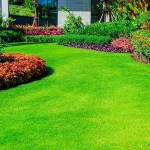 30,000 Emerald Zoysia Grass Seeds – Premium Lawn Turf, Drought Tolerant - Image 1