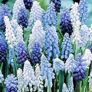 36 Muscari Deft Blue Moon Mixture Bulbs - Grape Hyacinth - Outdoor Flower Bulbs - Image 1