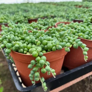 4 inch String of Pearls Succulent Live Plant | Senecio Rowleyanus Trailing Houseplant - Image 2