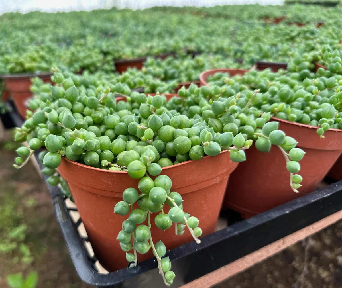 4 inch String of Pearls Succulent Live Plant | Senecio Rowleyanus Trailing Houseplant - Image 2