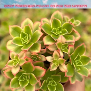 4 inch String of Pearls Succulent Live Plant | Senecio Rowleyanus Trailing Houseplant - Image 3
