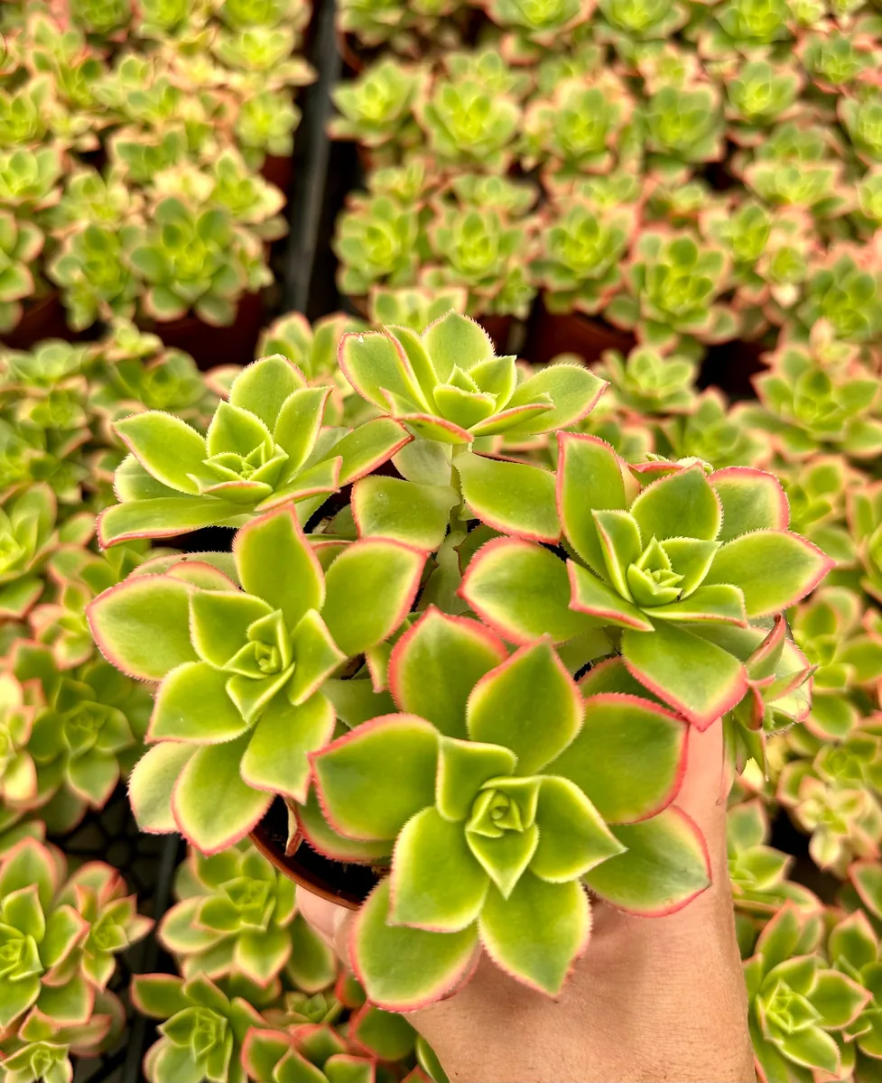 4 inch String of Pearls Succulent Live Plant | Senecio Rowleyanus Trailing Houseplant - Image 4