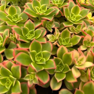 4 inch String of Pearls Succulent Live Plant | Senecio Rowleyanus Trailing Houseplant - Image 5