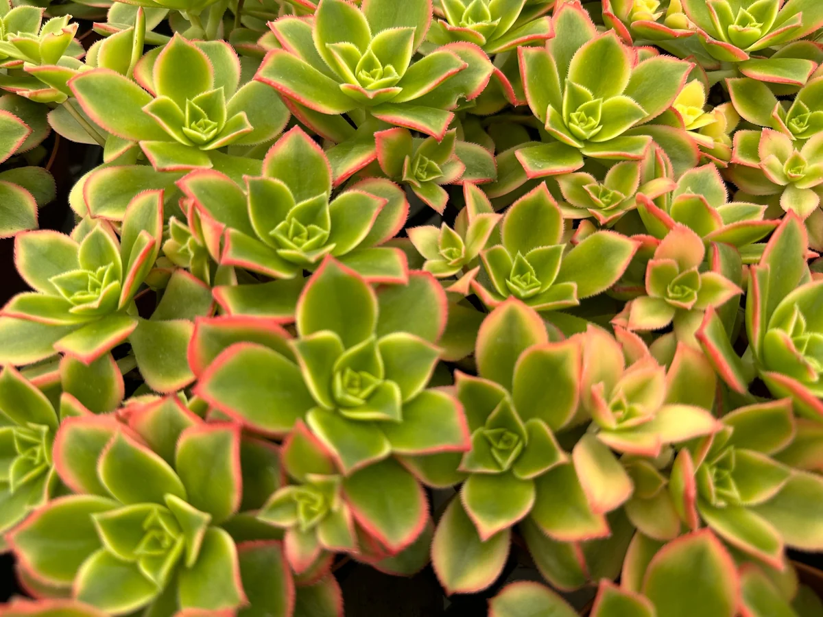 4 inch String of Pearls Succulent Live Plant | Senecio Rowleyanus Trailing Houseplant - Image 5