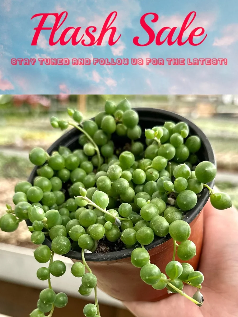 4 inch String of Pearls Succulent Live Plant | Senecio Rowleyanus Trailing Houseplant - Image 1