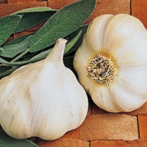 4 Large Organic Transylvanian Garlic Bulbs - Softneck, Long Storage, for Planting - Image 8