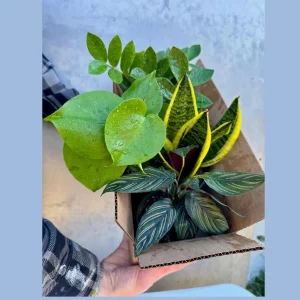 4 Live Indoor House Plant Bundle - Mystery Box, Assorted 4-inch Pot - Image 2