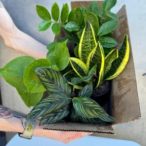 4 Live Indoor House Plant Bundle - Mystery Box, Assorted 4-inch Pot - Image 1