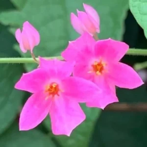 4 Mexican Creeper Live Plants – Pink Flowering Vine Starter – 4-6
